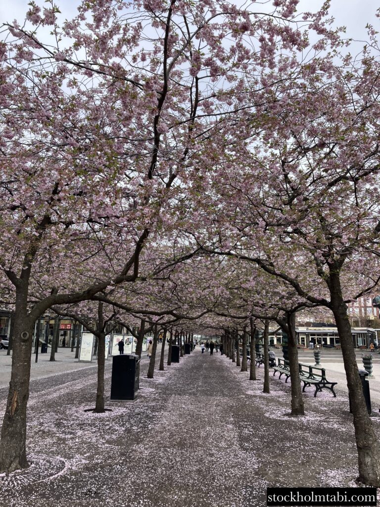 散り始めた王立公園の桜並木