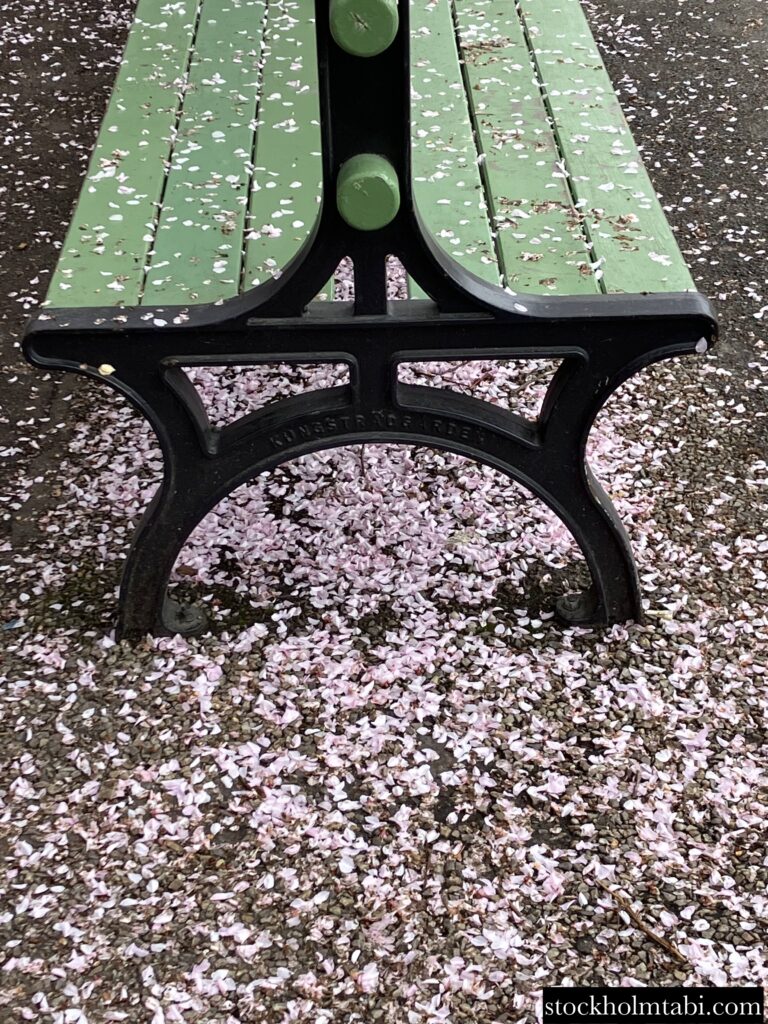 散り始めた王立公園の桜のベンチ