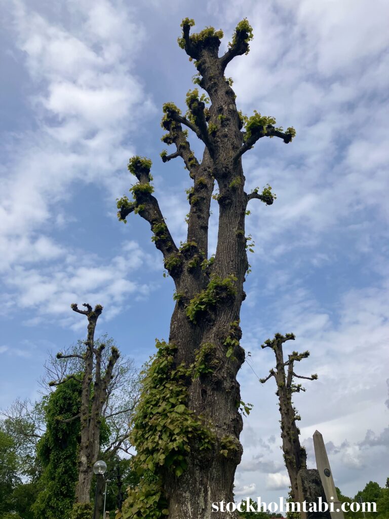 教会の裏の大きな木