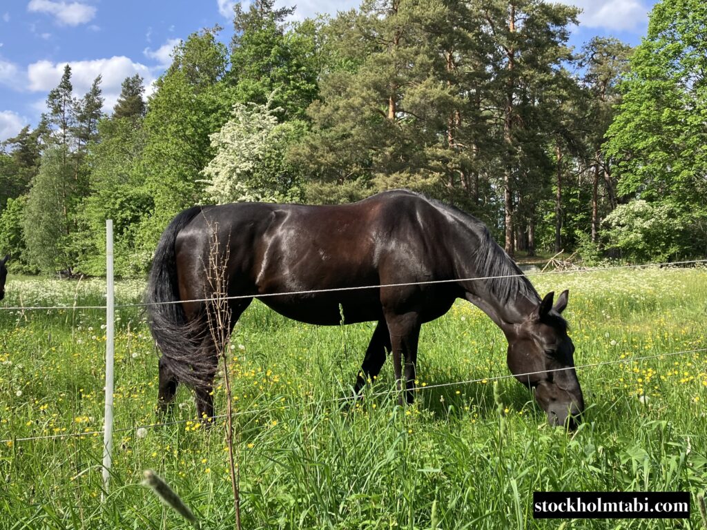 草をはむ黒光りする毛並みの良い馬