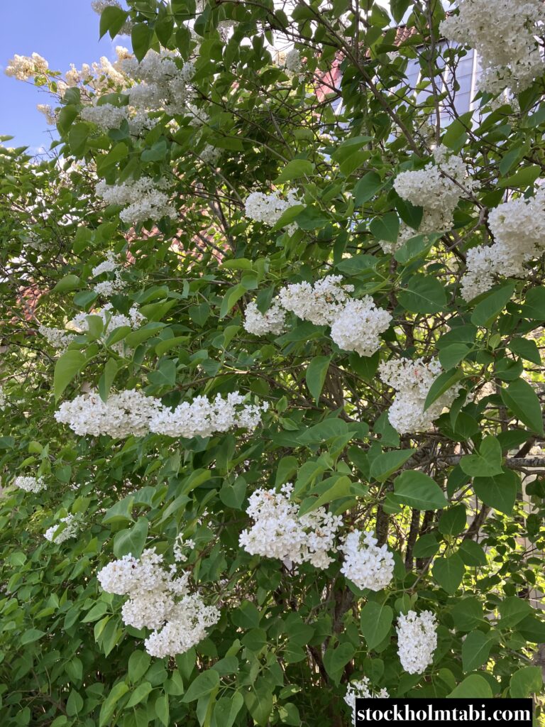 ミレスゴーデンの白いお花