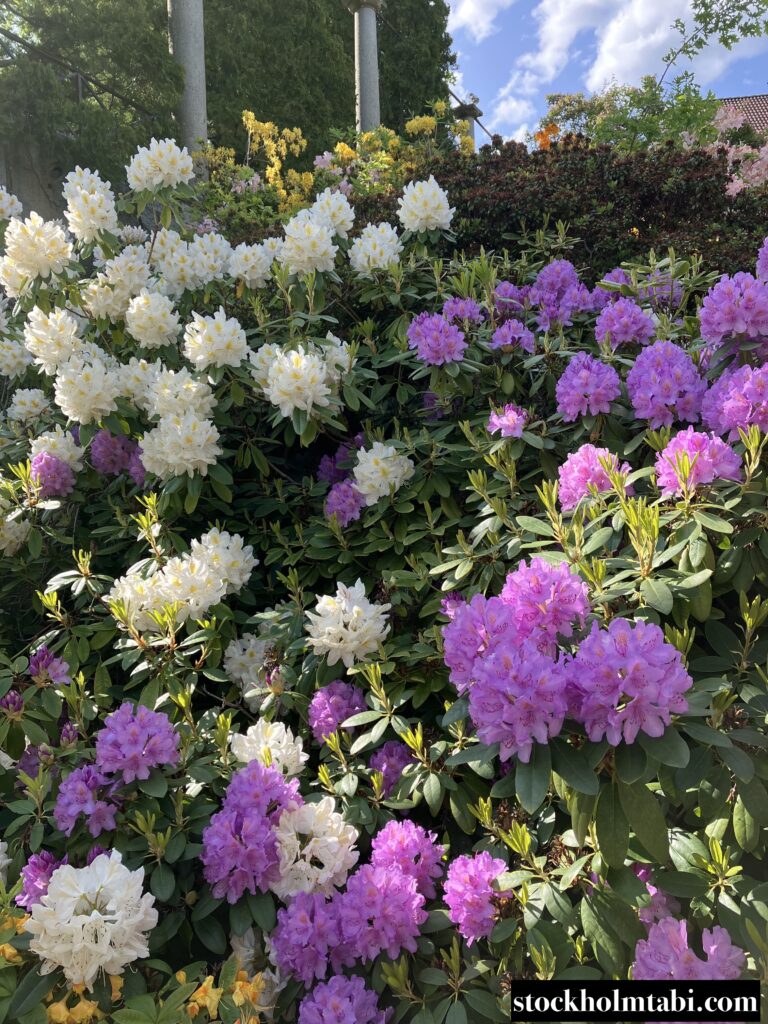 ミレスゴーデンの白と紫のお花