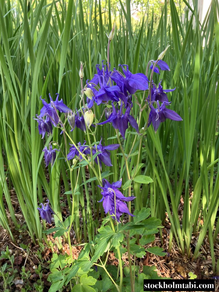 紫のお花