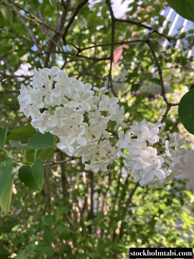 ミレスゴーデンの白いお花