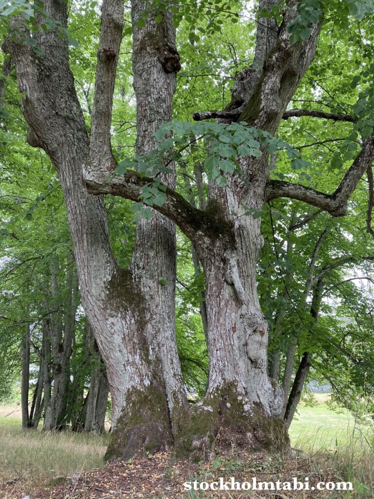 Tyresö Palace周辺の大木