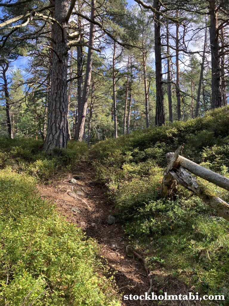 Dammtorp駅近くの山道