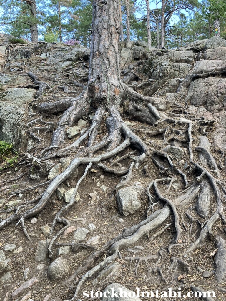立派な木の根っこ