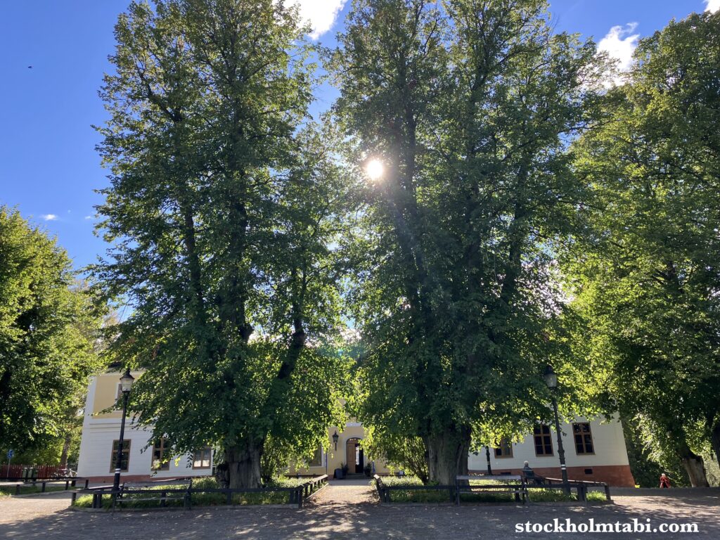 Edesbergs Slott入口の巨大な木