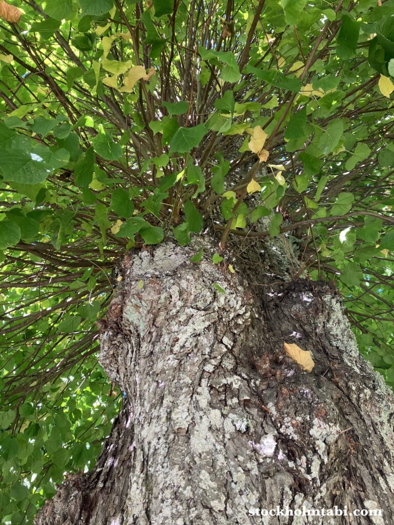 Edesbergs Slott周辺の木の枝