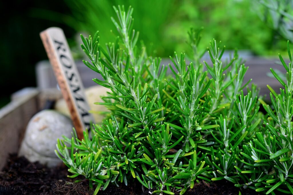 植えられたハーブ