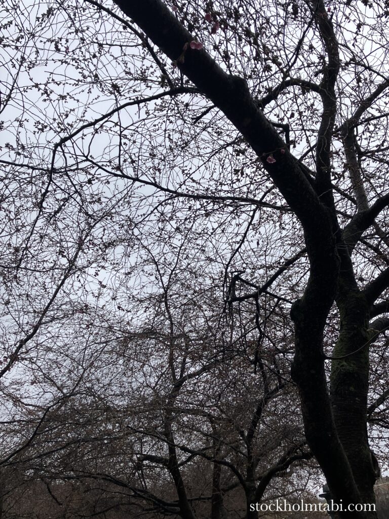 王立公園の桜と曇り空