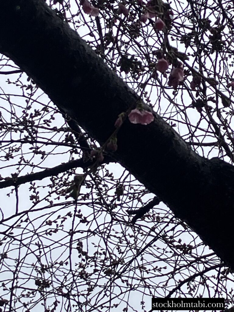 一輪だけ咲いている王立公園の桜
