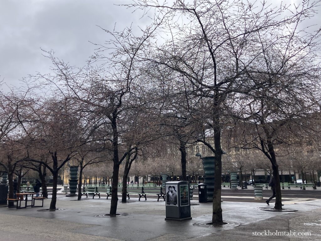 開花前の王立公園の桜