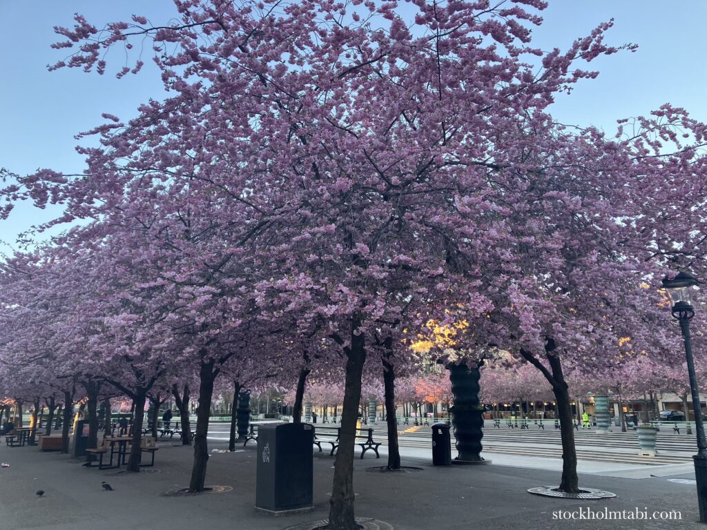 王立公園の桜並木