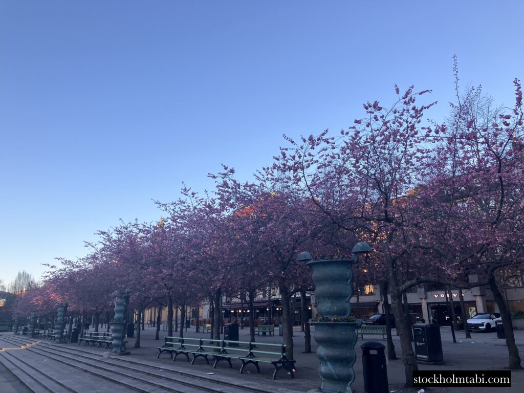 青空バックにした王立公園の桜