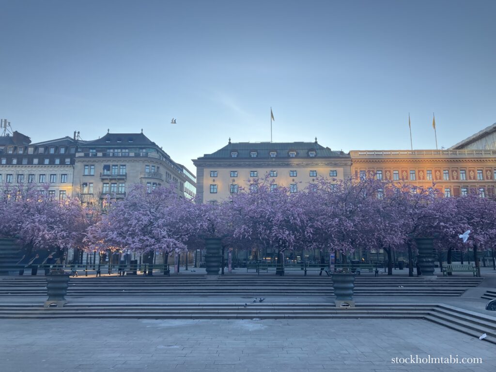 噴水前の王立公園の桜