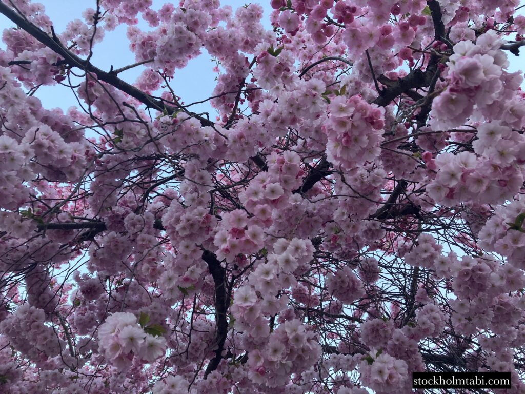 満開の王立公園の桜