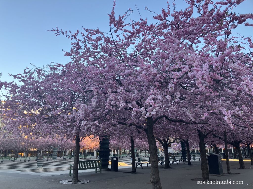 ピンクでいっぱいの王立公園の桜並木