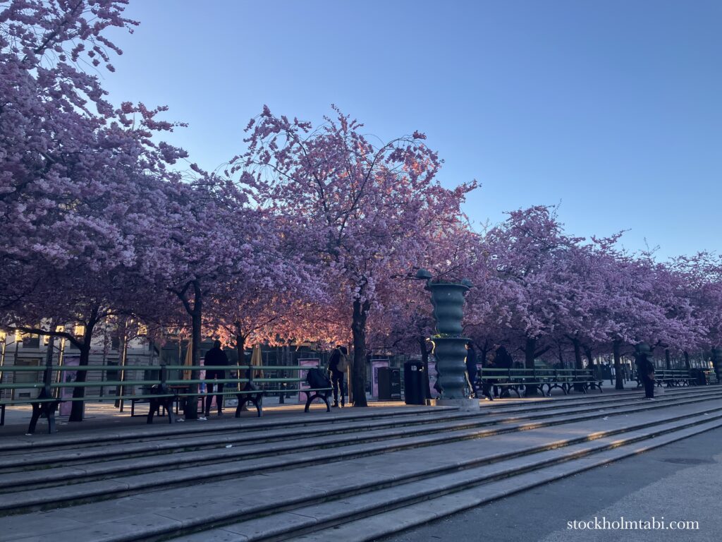 王立公園の桜と階段