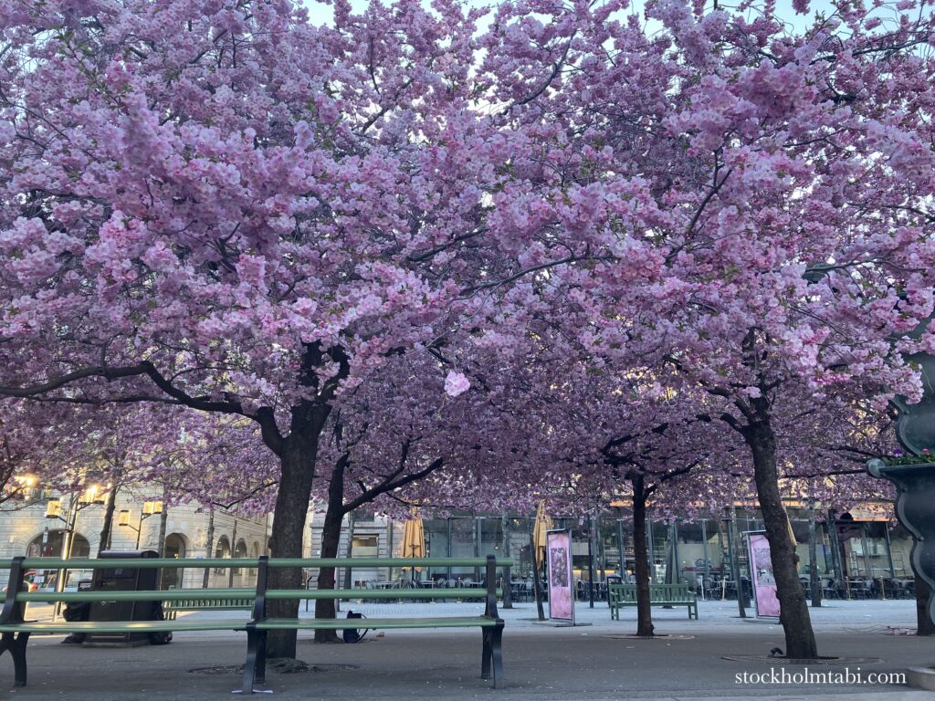 ピンクの王立公園の桜