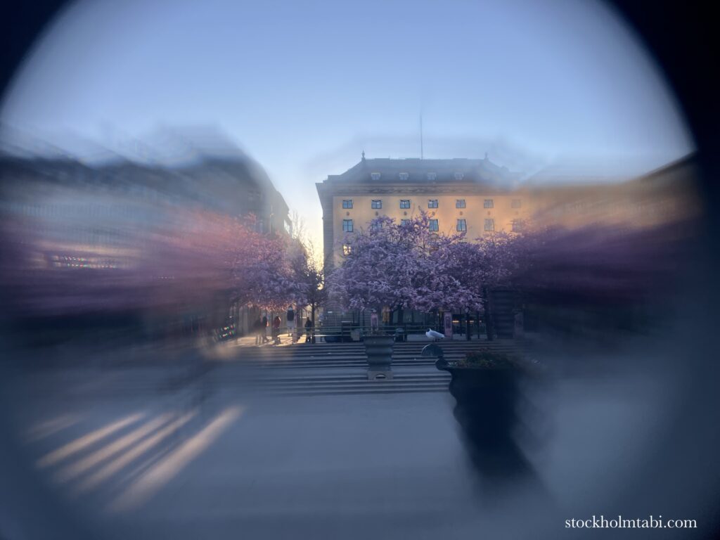 桜にフォーカスした写真