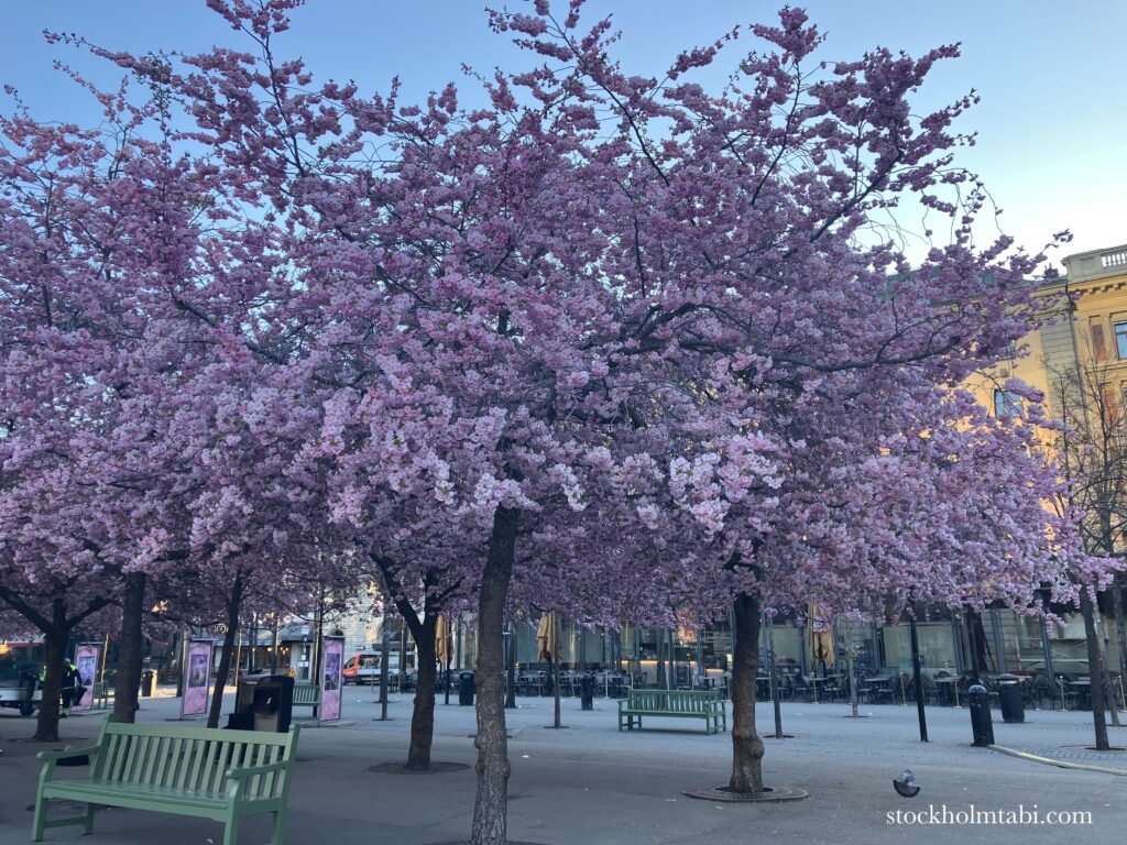 王立公園の桜とベンチ