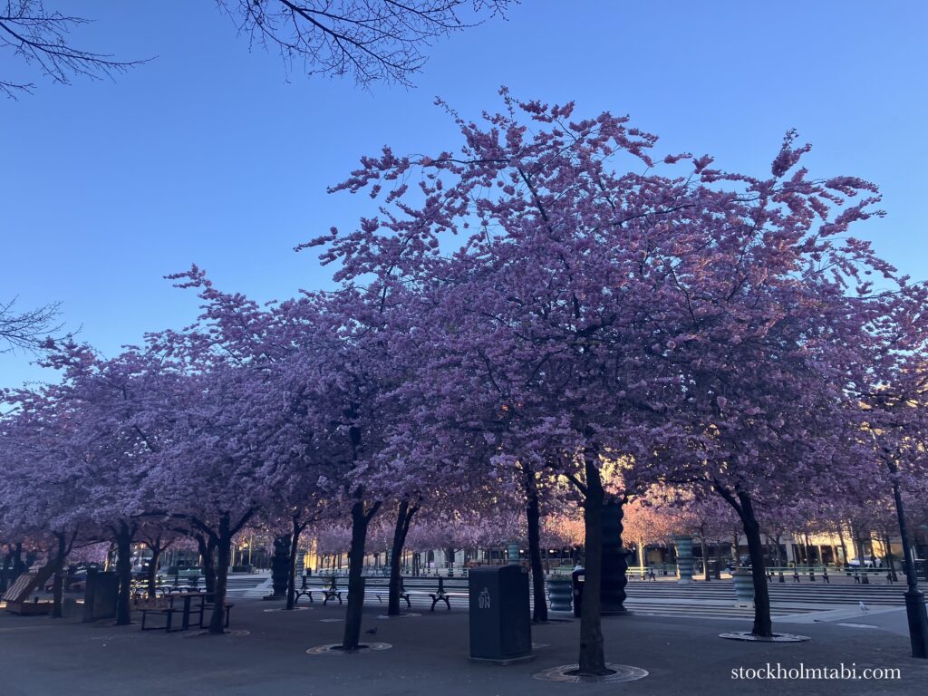 青空バクの王立公園の桜並木