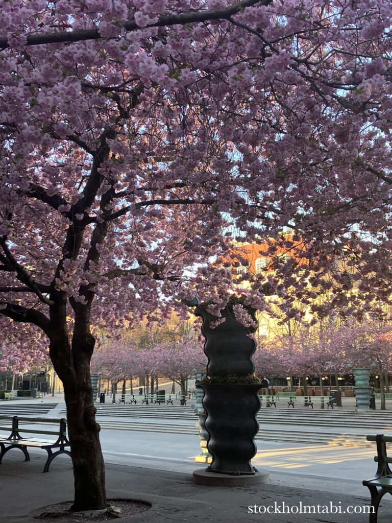 噴水の両サイドを入れた王立公園の桜