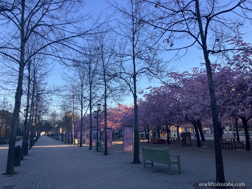 人がいないストックホルムの王立公園の桜