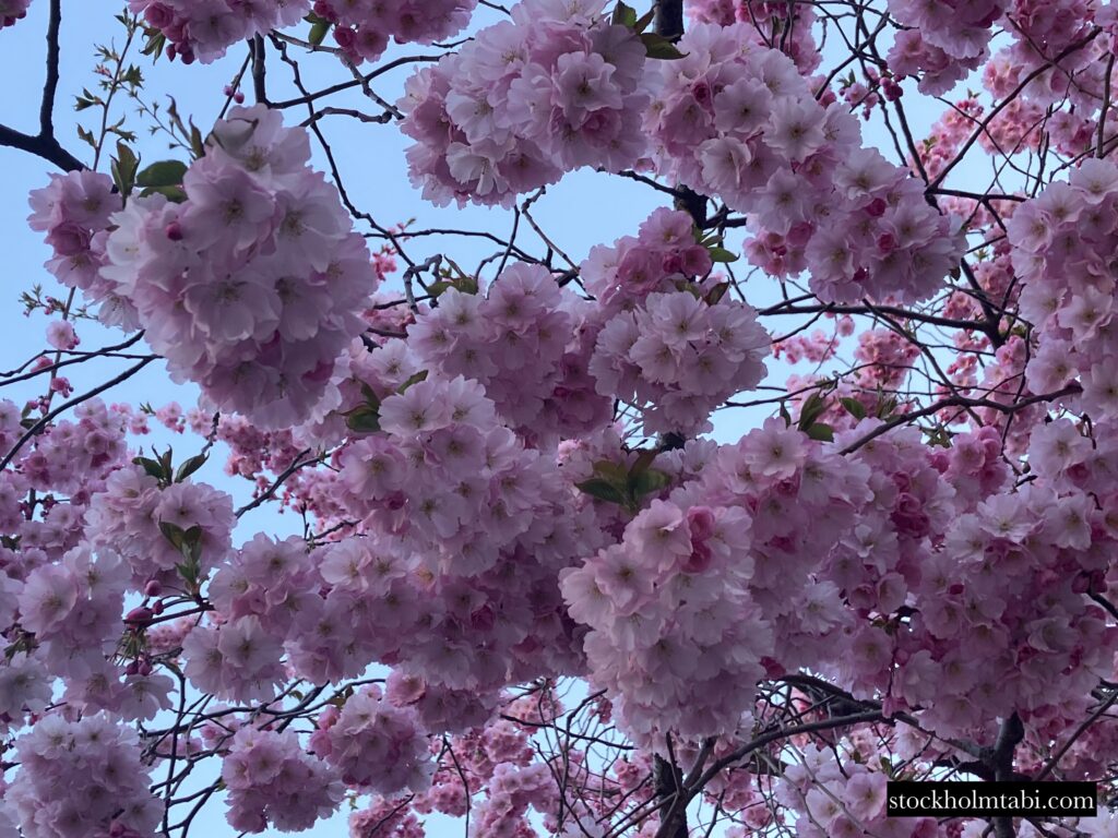 画面いっぱいのピンクの桜