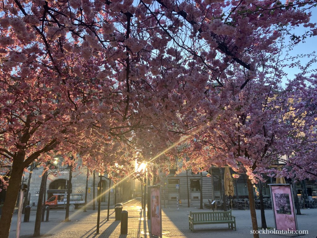 朝日が差し込む王立公園の桜