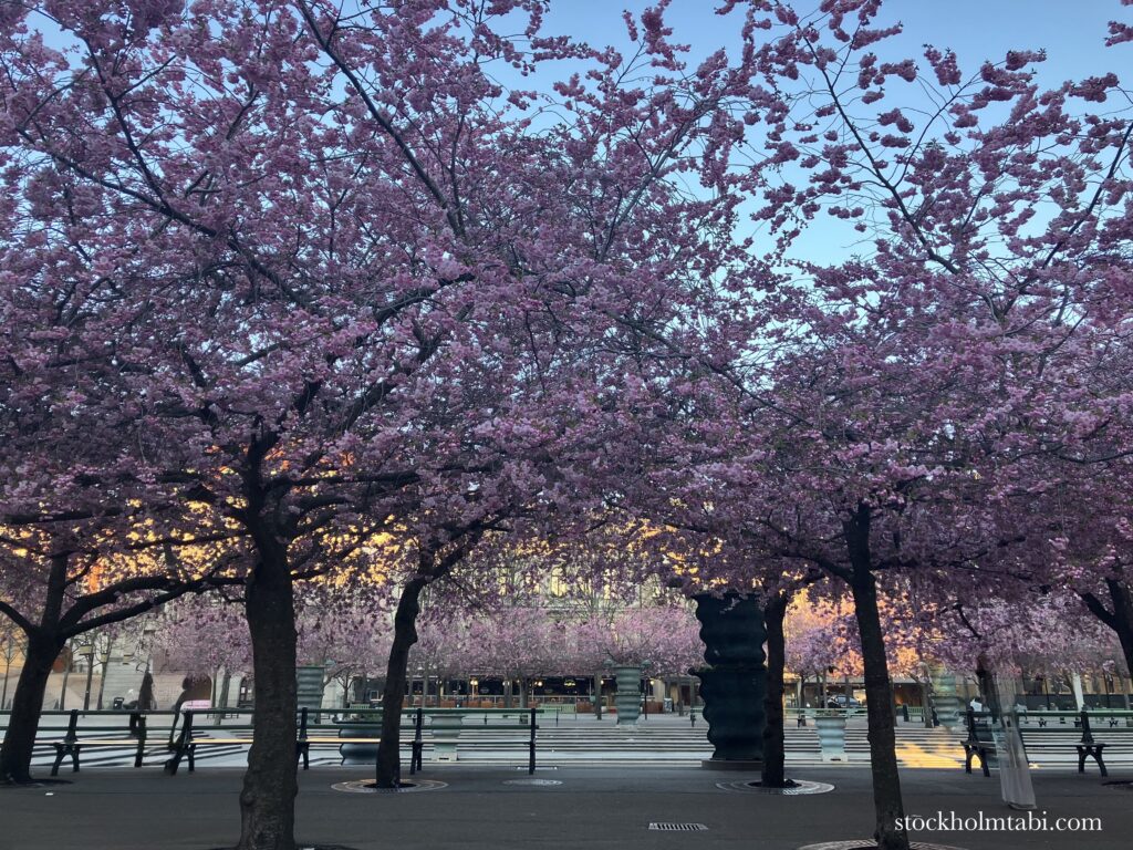 王立公園の桜並木