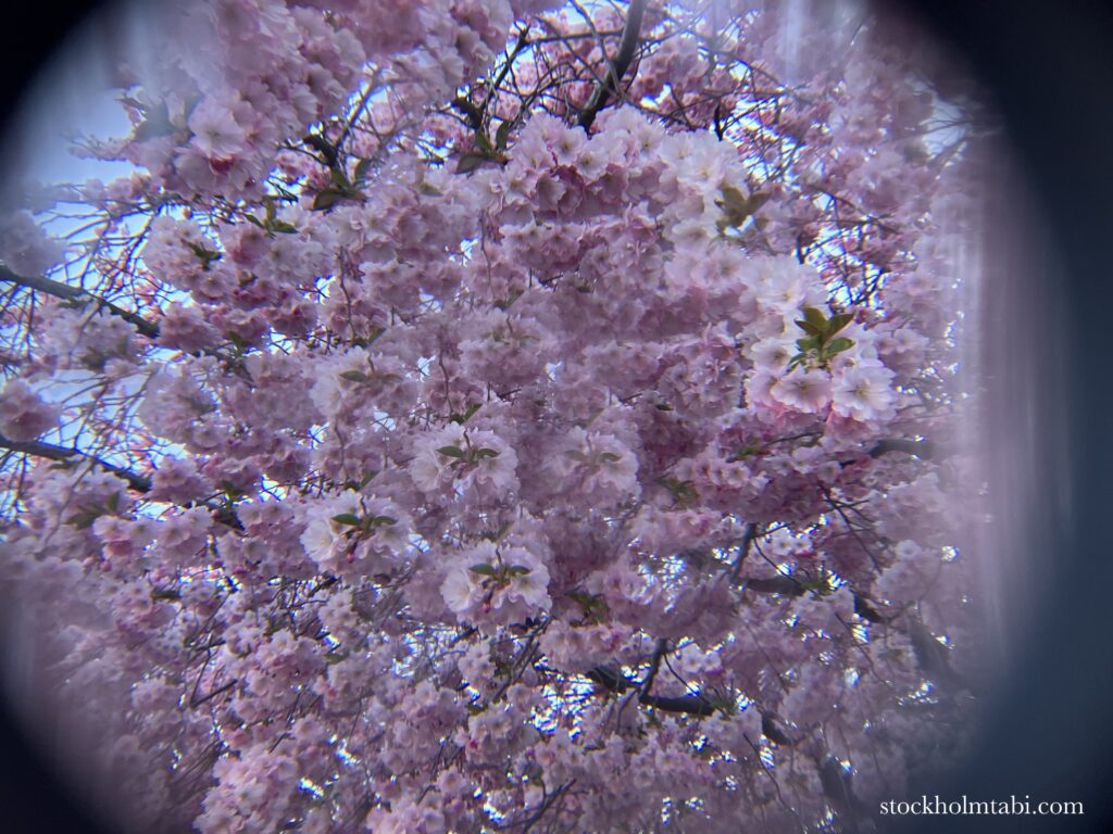 画面いっぱいに広がるピンクの桜の花