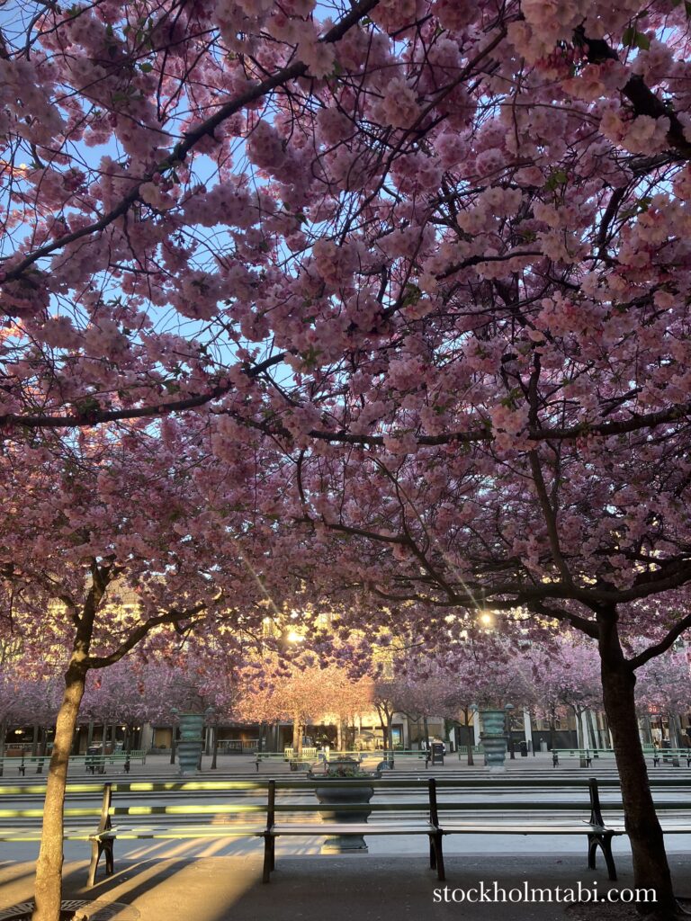 王立公園の桜並木