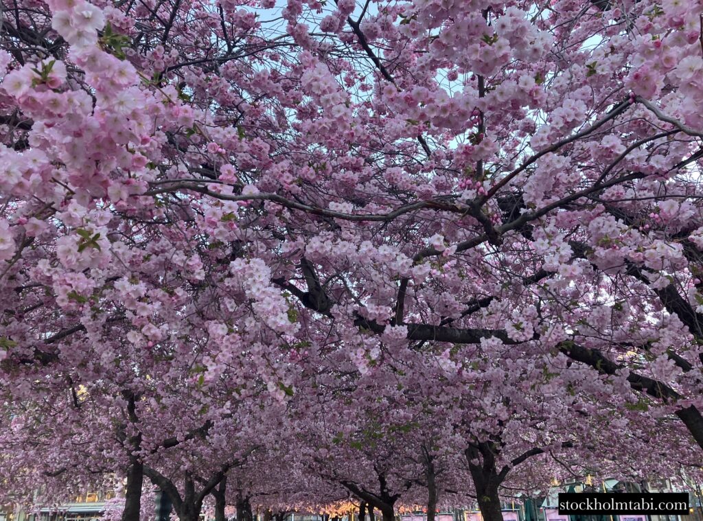 画面いっぱいの王立公園の桜
