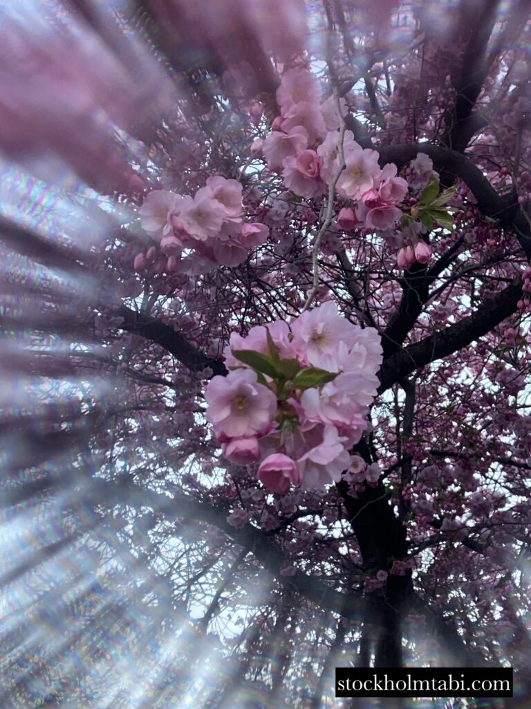 漫画の吹き出しの様な桜の花