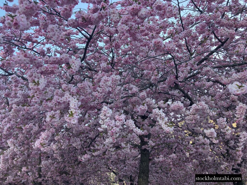 満開の王立公園の桜