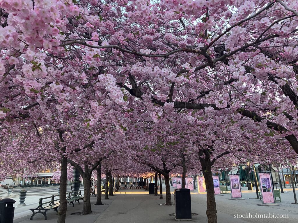 王立公園の桜のトンネル