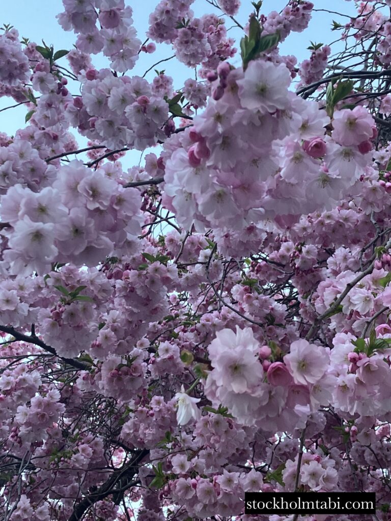 咲き乱れている王立公園の桜