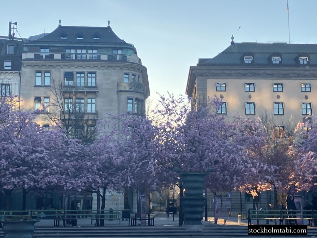ストックホルムの建物と王立公園の桜