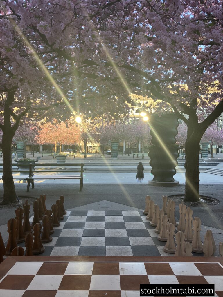 噴水前の王立公園の桜