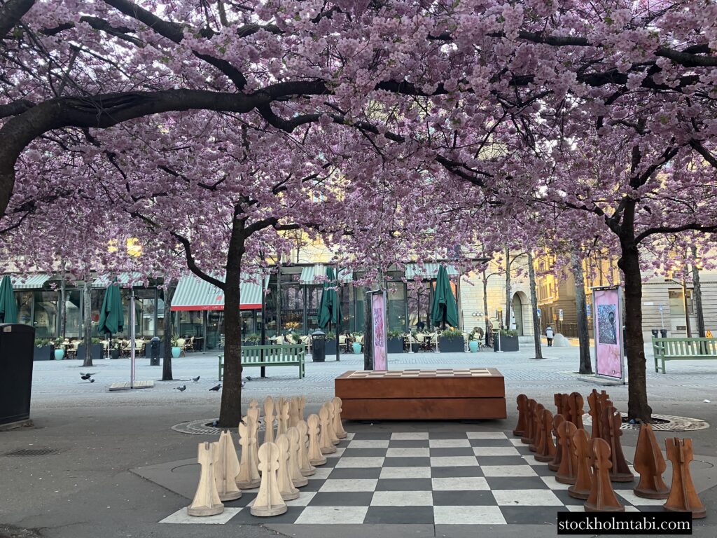 王立公園の桜と大きなチェス