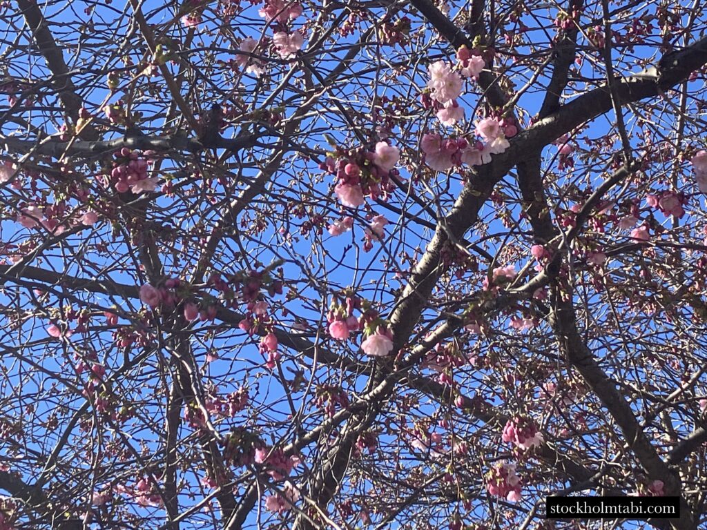 5分咲きの王立公園の桜
