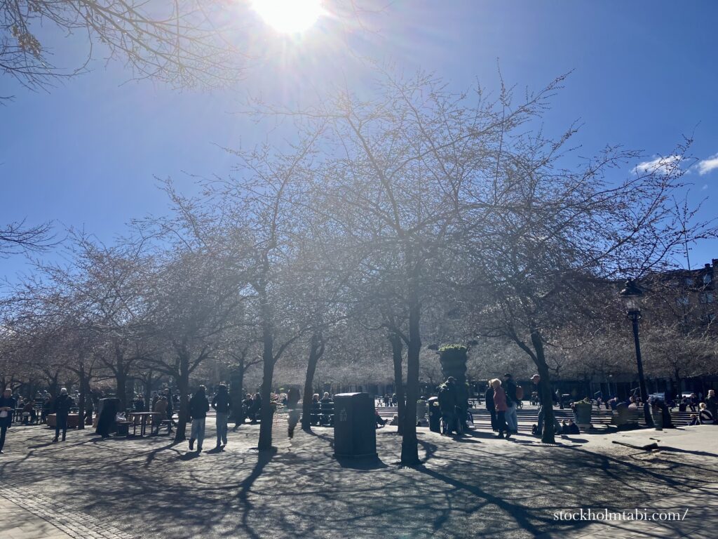 青空バックの王立公園の桜の木々