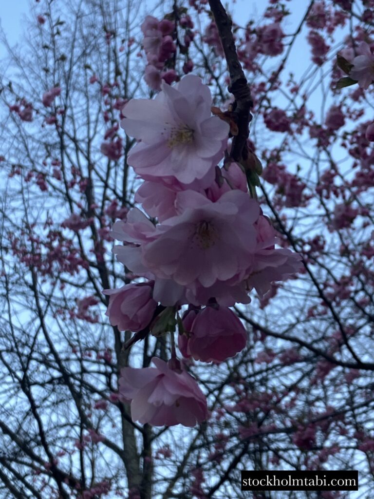 桜の花のアップ