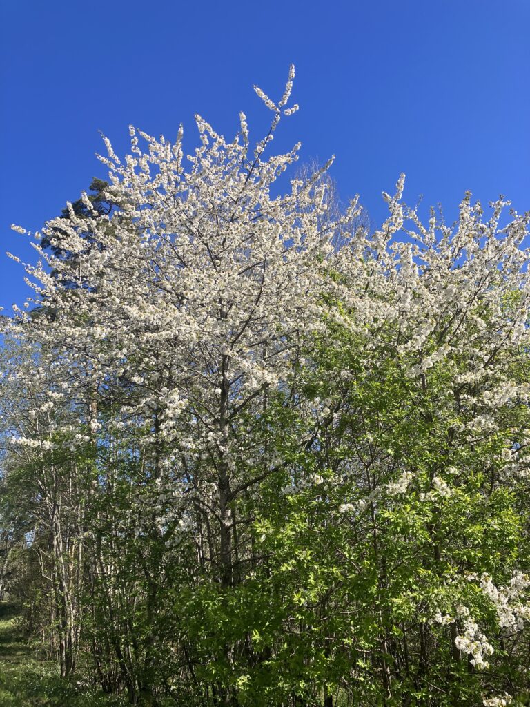 青空と桜の花
