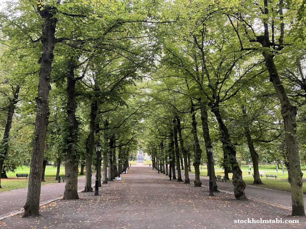 Nyko Kitchen近くの公園の並木道